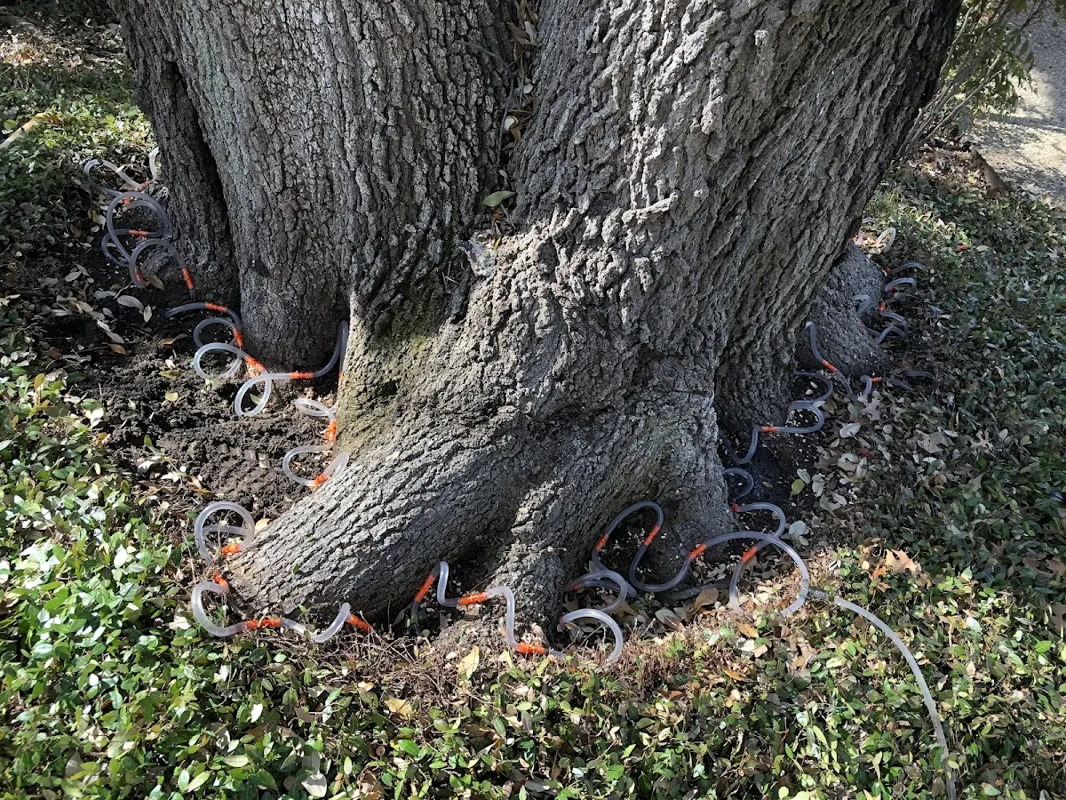 Detailed Tree Cabling and Bracing job site in Klemme