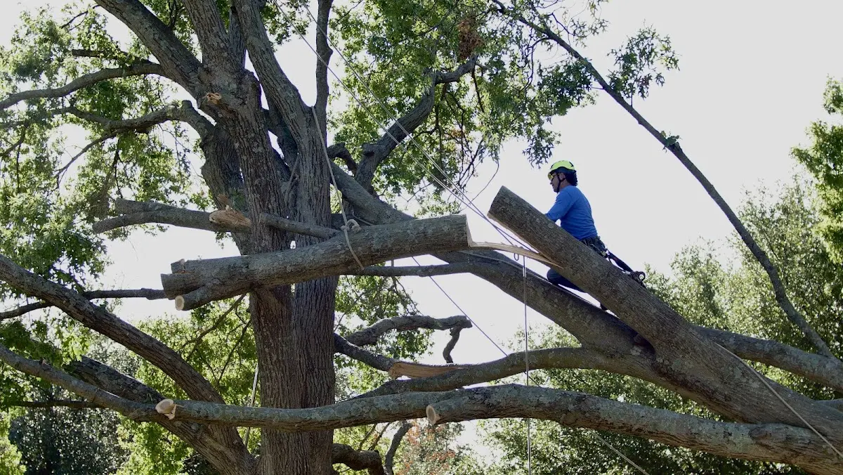 Professional Crown Thinning performed by certified arborists in Klemme