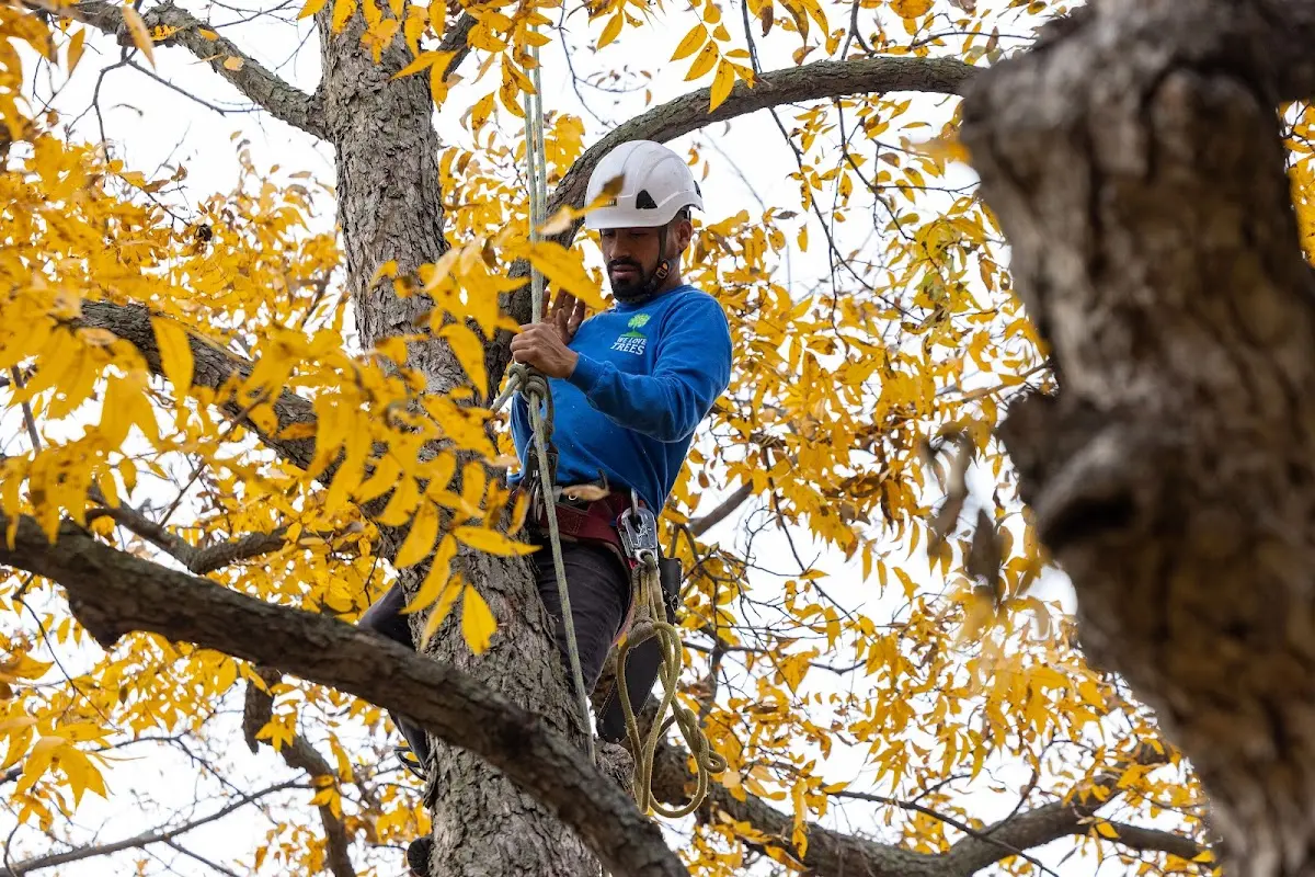 Skilled Tree Transplanting crew working in Klemme